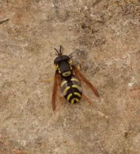 Chrysotoxum sp.